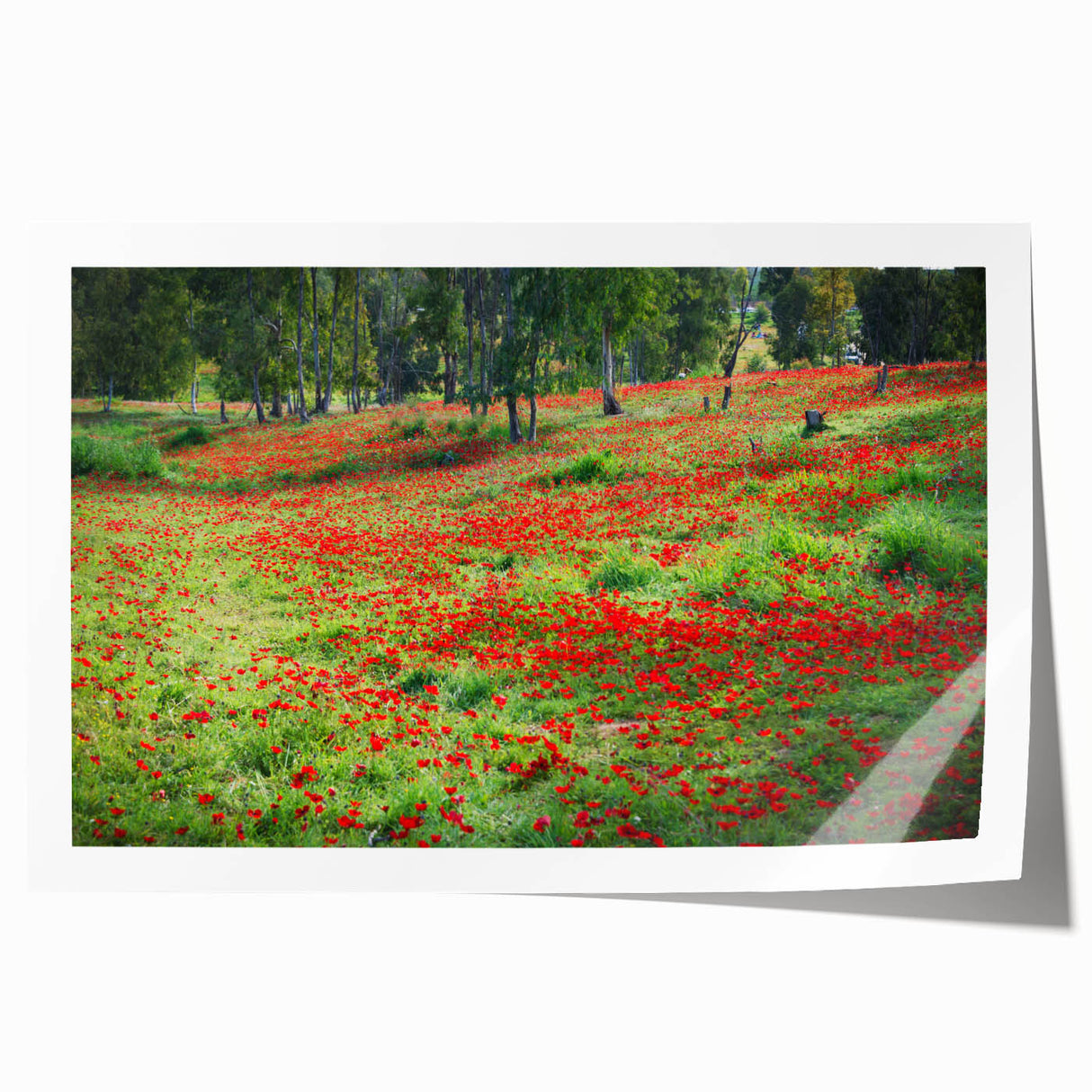 Extra large rolled print of a Middle Eastern scenery with vibrant floral motifs, perfect for dining room wall art.