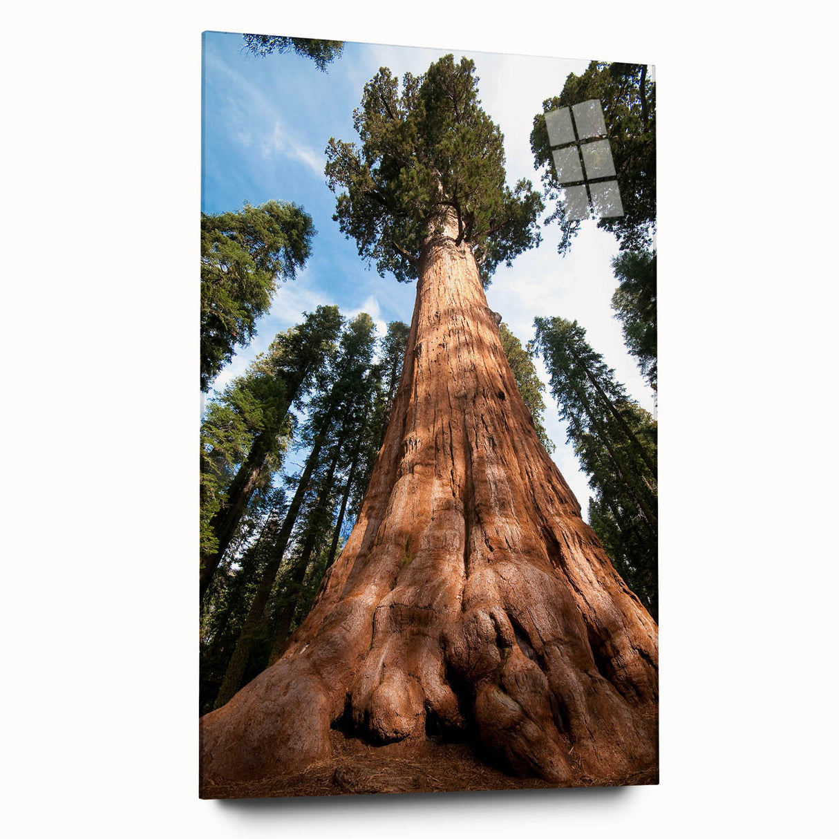 Large abstract wall art of California's Sequoia trees on acrylic glass, featuring earthy green and brown tones.
