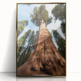 Framed acrylic print of a Sequoia tree in California, featuring earthy green and brown tones, suitable for nursery wall art.