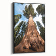 Black and white wall art featuring a vintage poster art style landscape of California's Sequoia trees on framed canvas.