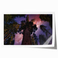 Extra large rolled print of a California sequoia landscape in earthy green tones.