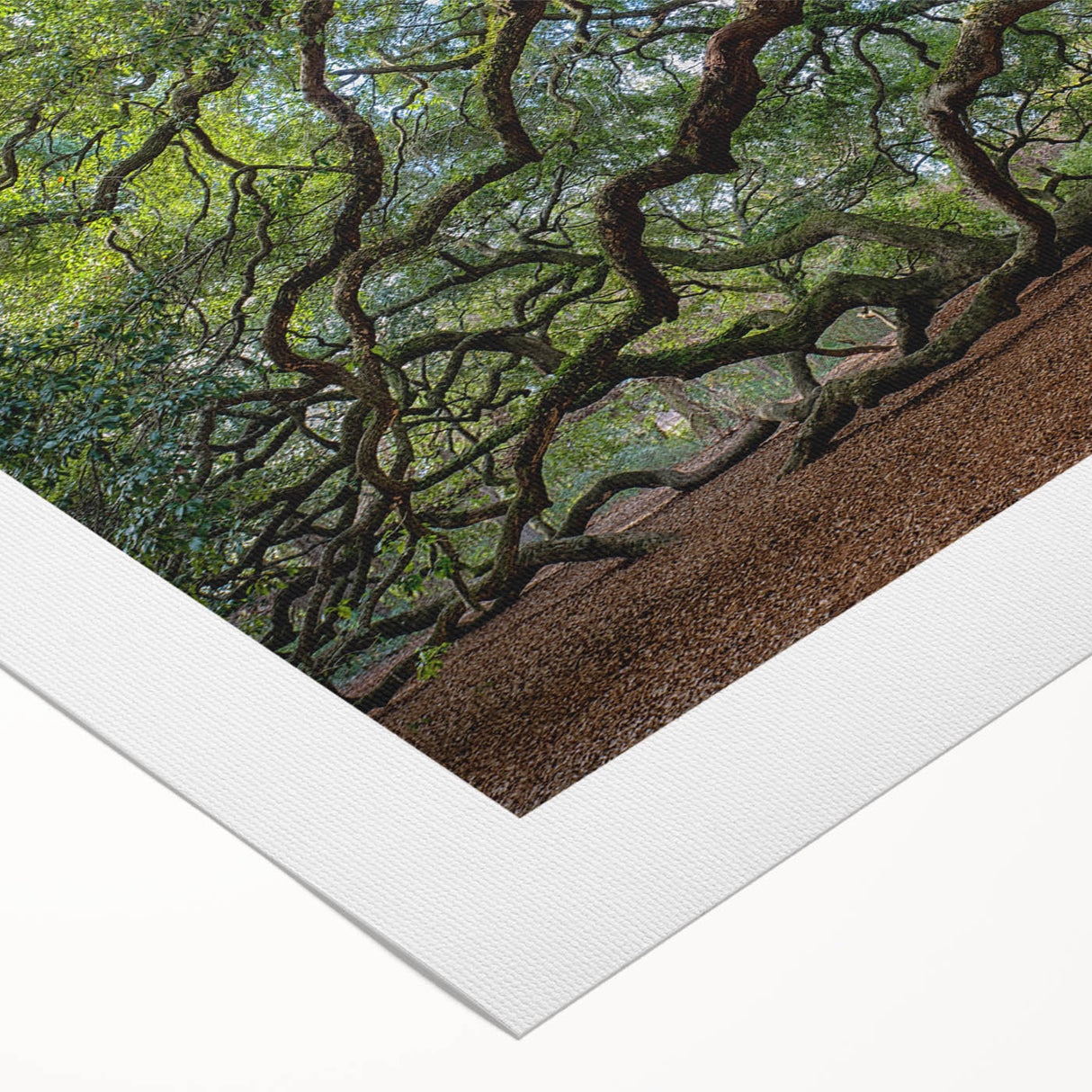 Art deco poster of Charleston landscape in muted green and beige tones on rolled canvas, suitable for dining room wall art.