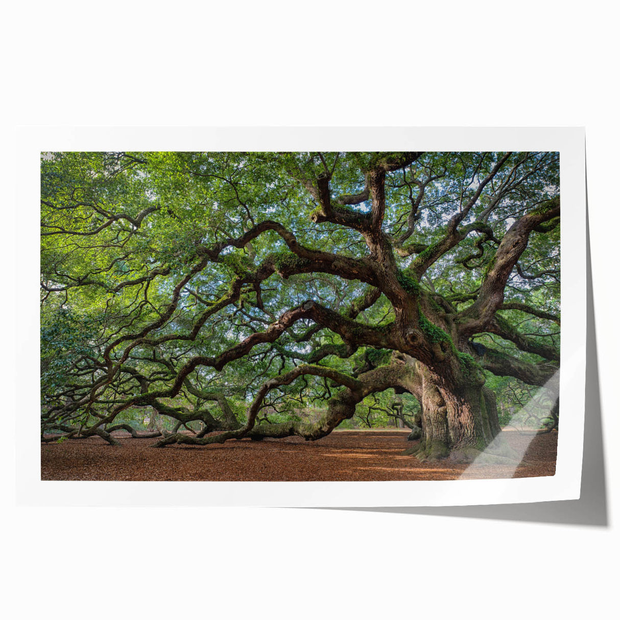 Rolled print of Charleston scenery with vibrant green and pink floral elements, ideal for art wall dining room.