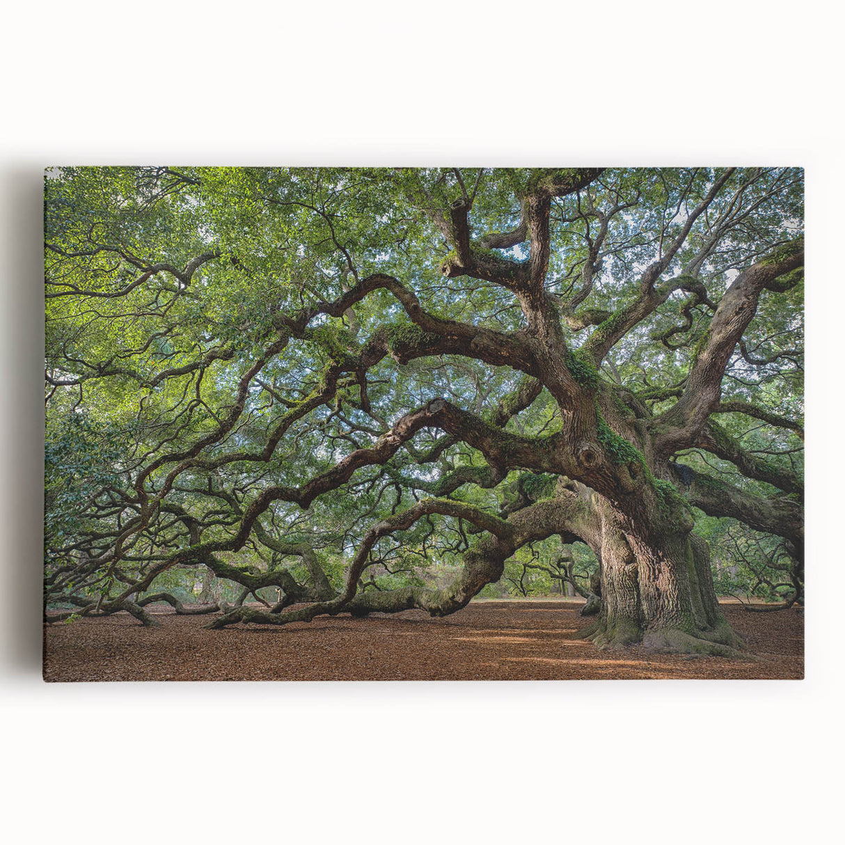 Black and white photo of Charleston, South Carolina on a large stretched canvas, ideal for kitchen wall art.