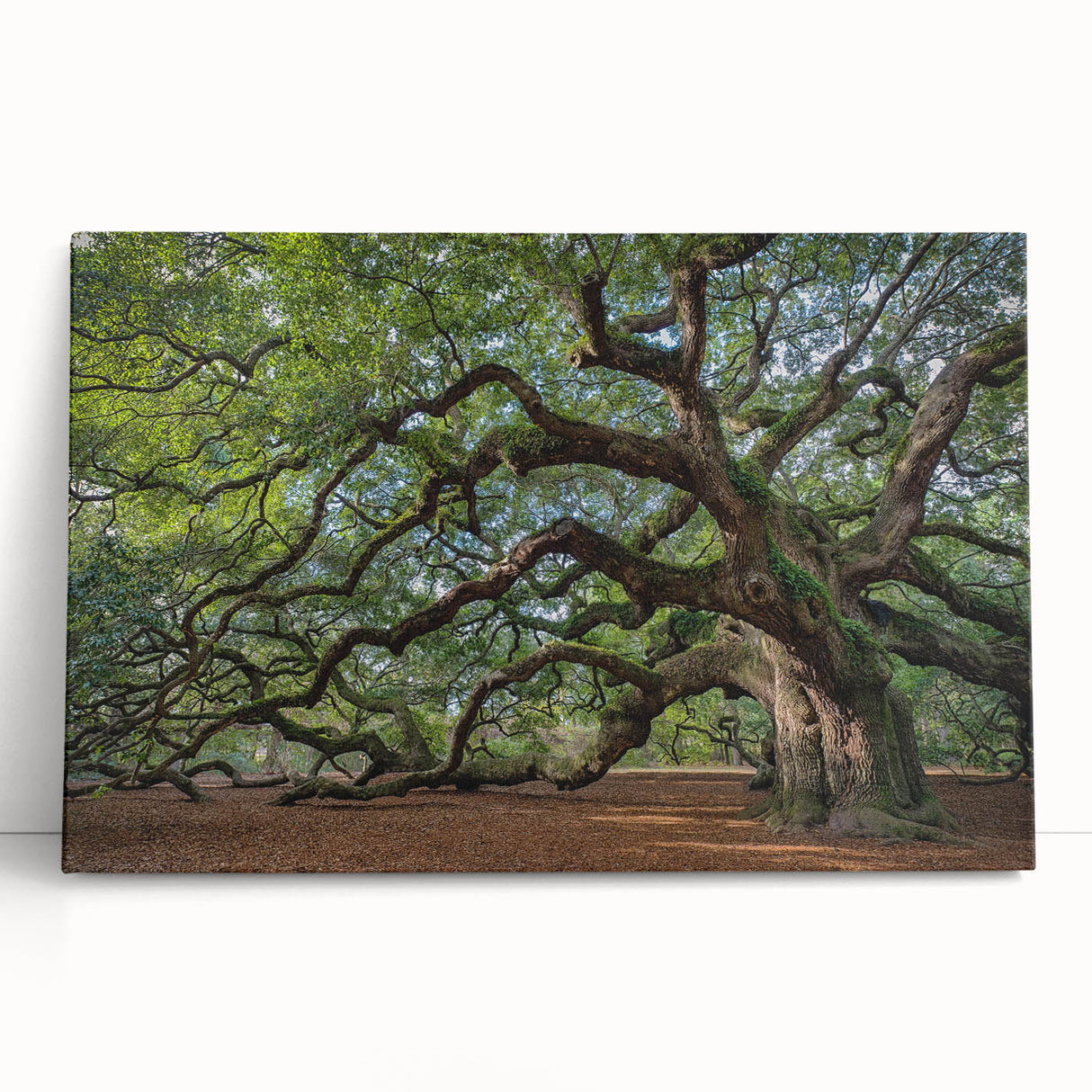 Black and white photo of Charleston scenery on stretched canvas, ideal for kitchen wall art.