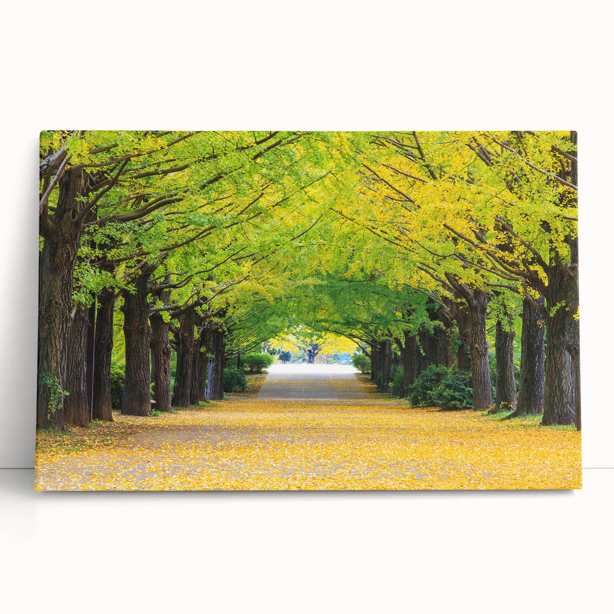 Black and white stretched canvas of Virginia scenery, ideal for kitchen wall art or bedroom ambiance.