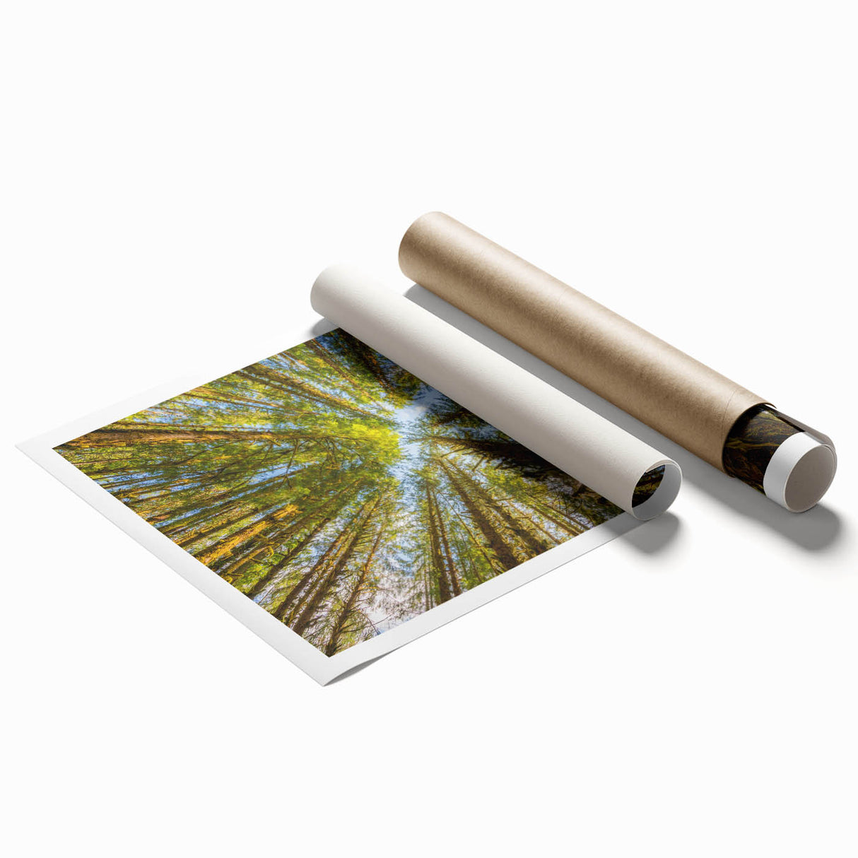 Olympic National Park scenery on rolled canvas, featuring muted green and blue tones.