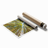 Olympic National Park scenery on rolled canvas, featuring muted green and blue tones.