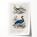Historical Romanticism Canvas: Exotic Birds - Romantic Art Prints