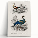 Historical Romanticism Canvas: Exotic Birds - Romantic Art Prints