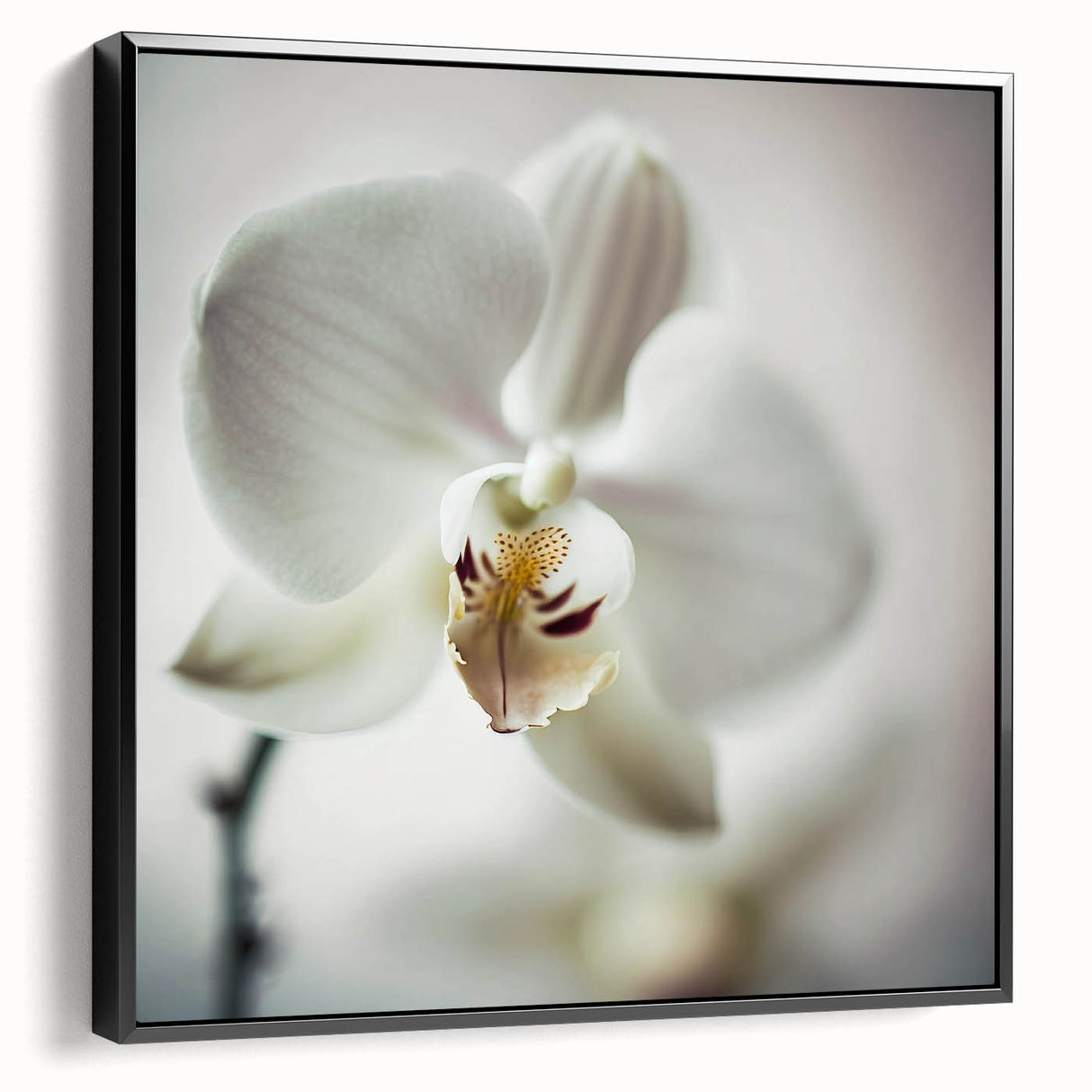 Contemporary Dining Art Pieces - White Orchid Floral Print