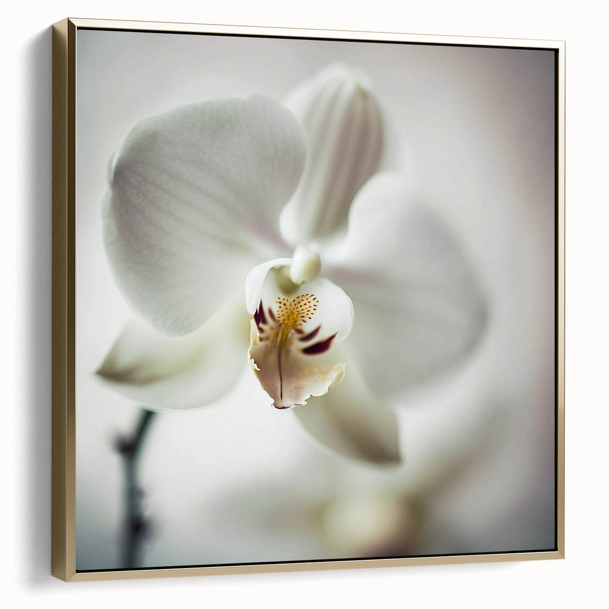 Contemporary Dining Art Pieces - White Orchid Floral Print