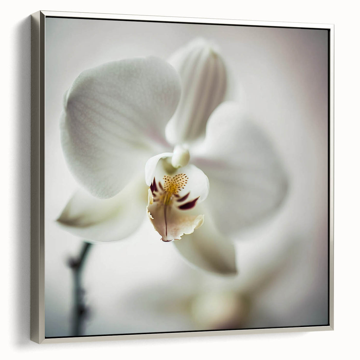 Contemporary Dining Art Pieces - White Orchid Floral Print