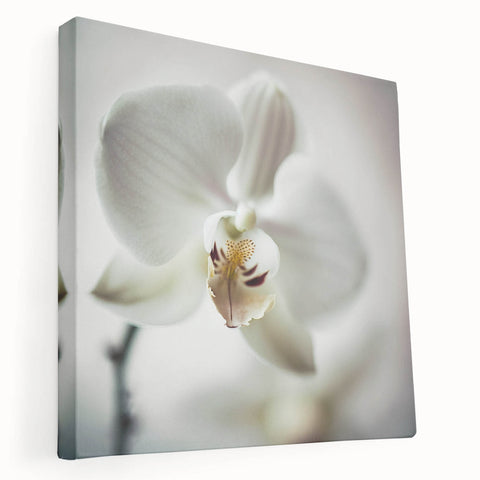 Contemporary Dining Art Pieces - White Orchid Floral Print