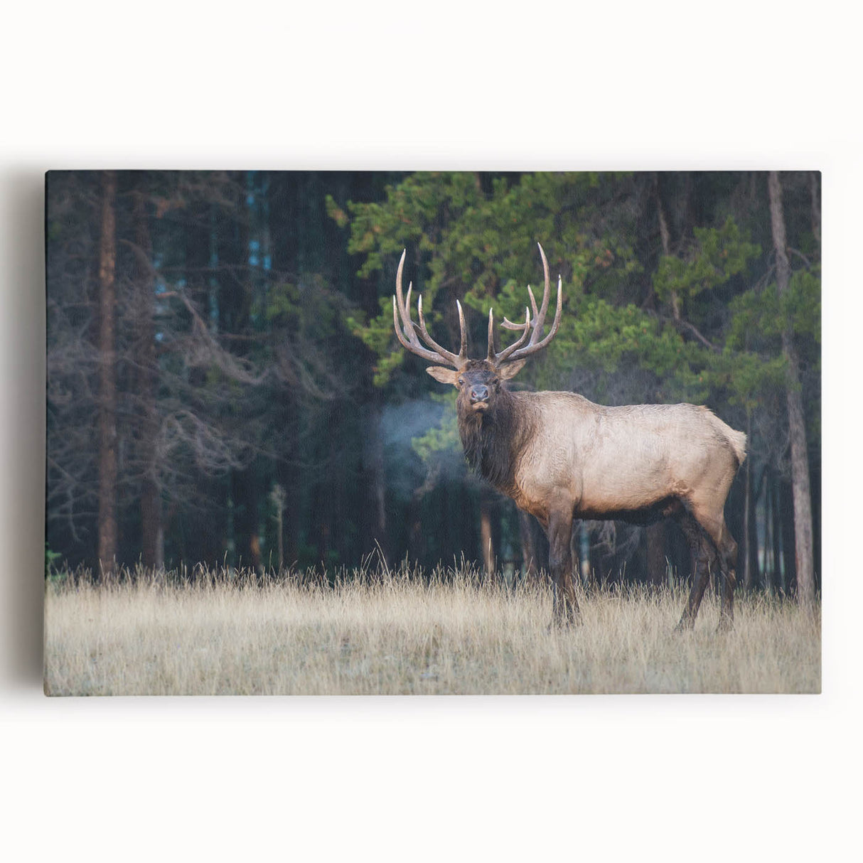 Black and white photo of Alberta scenery on a large stretched canvas, ideal for kitchen wall art.