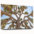 Acrylic print of Joshua Tree, featuring muted earth tones and clear sky, suitable for bedroom or dining room decor.