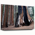 Acrylic print of a California Sequoia landscape, featuring rich green and earth tones, ideal for dining room decor.