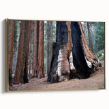 Framed canvas wall art depicting a vintage-style landscape of California's Sequoia trees in muted earth tones.