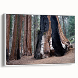 Vintage poster art of California Sequoia on framed canvas, featuring earth tones, ideal for living room decor.