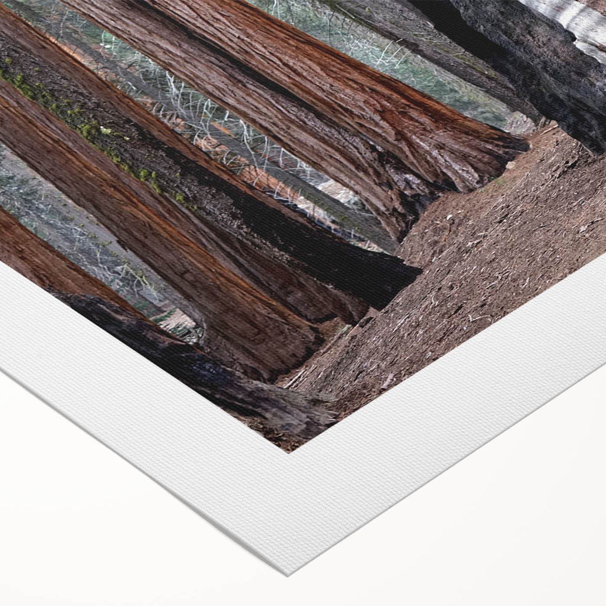Art deco poster of California's Sequoia trees in earthy green tones on rolled canvas, suitable for dining room or bathroom.