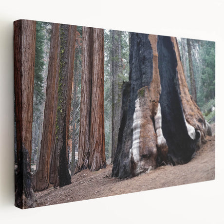 Large canvas print of California's Sequoia trees in natural green and brown tones, suitable for kitchen wall art.