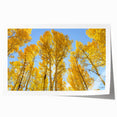 Rolled print of Aspen trees in autumn hues, suited for art wall dining room or classy bathroom.