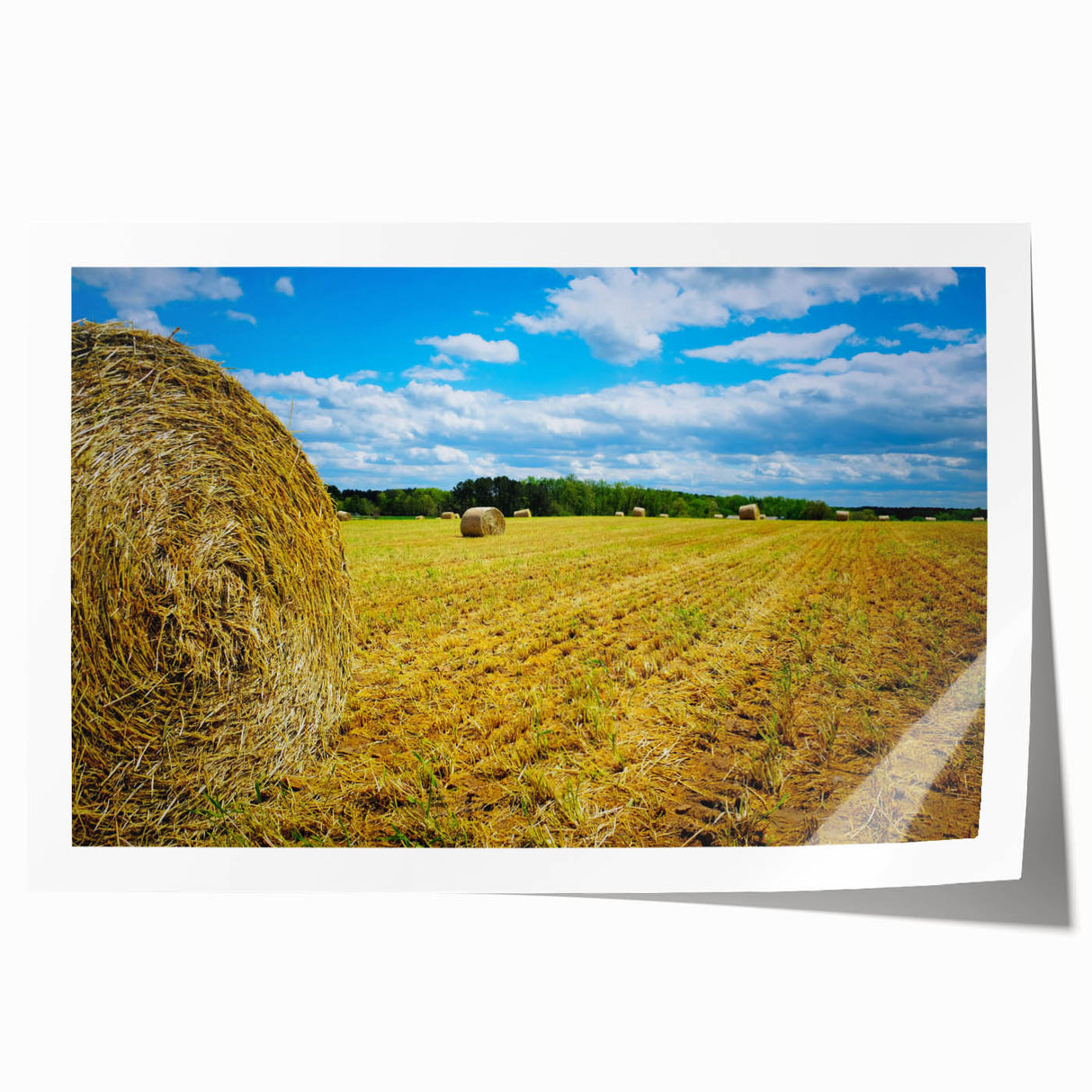 Extra large rolled print of Raleigh, North Carolina scenery with vibrant floral elements, suitable for dining room wall art.