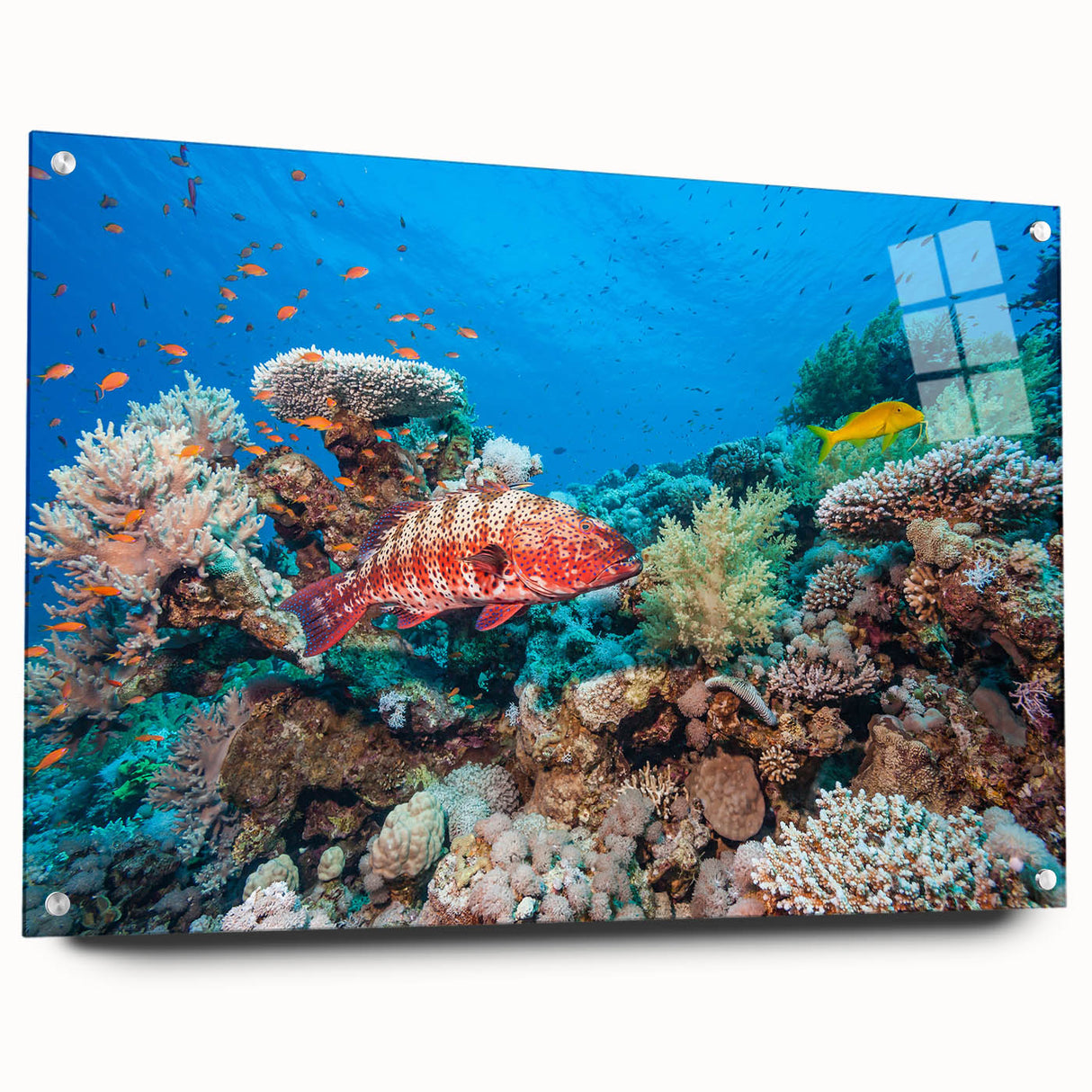 Acrylic print of the Great Barrier Reef with vibrant marine colors, ideal for dining room decor.