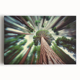 Black and white photo of California's Sequoia trees on large stretched canvas, suitable for kitchen wall art.