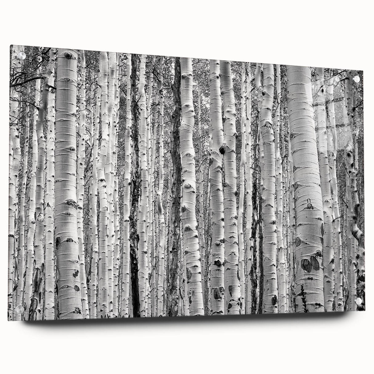 Acrylic print of a Colorado Aspen landscape in muted earth tones, suitable for bedroom or dining room decor.