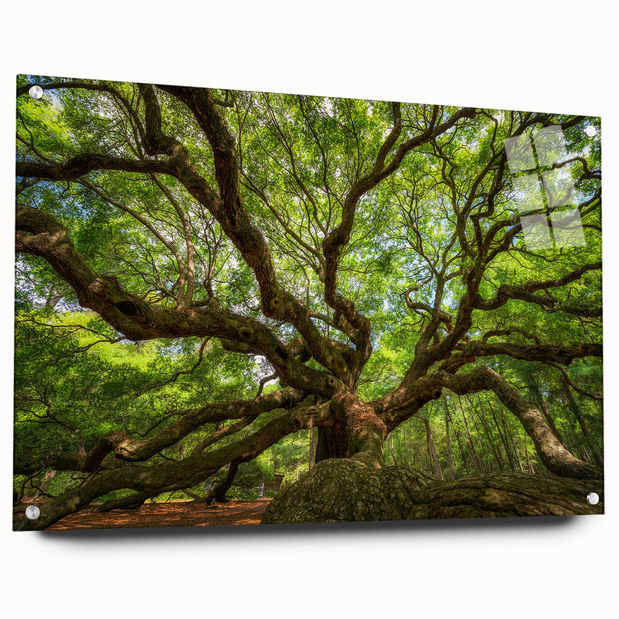 Acrylic print of Charleston, South Carolina scenery in muted earth tones, ideal for dining room decor.