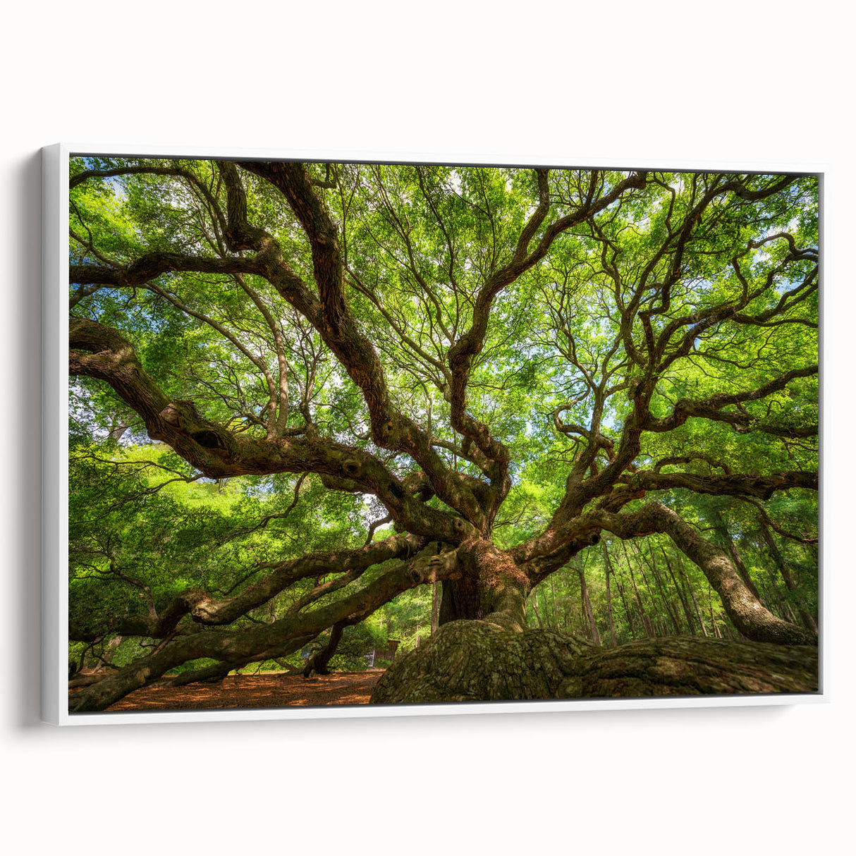 Vintage poster art of Charleston, South Carolina on a framed canvas, featuring colorful art in a black wall art style.