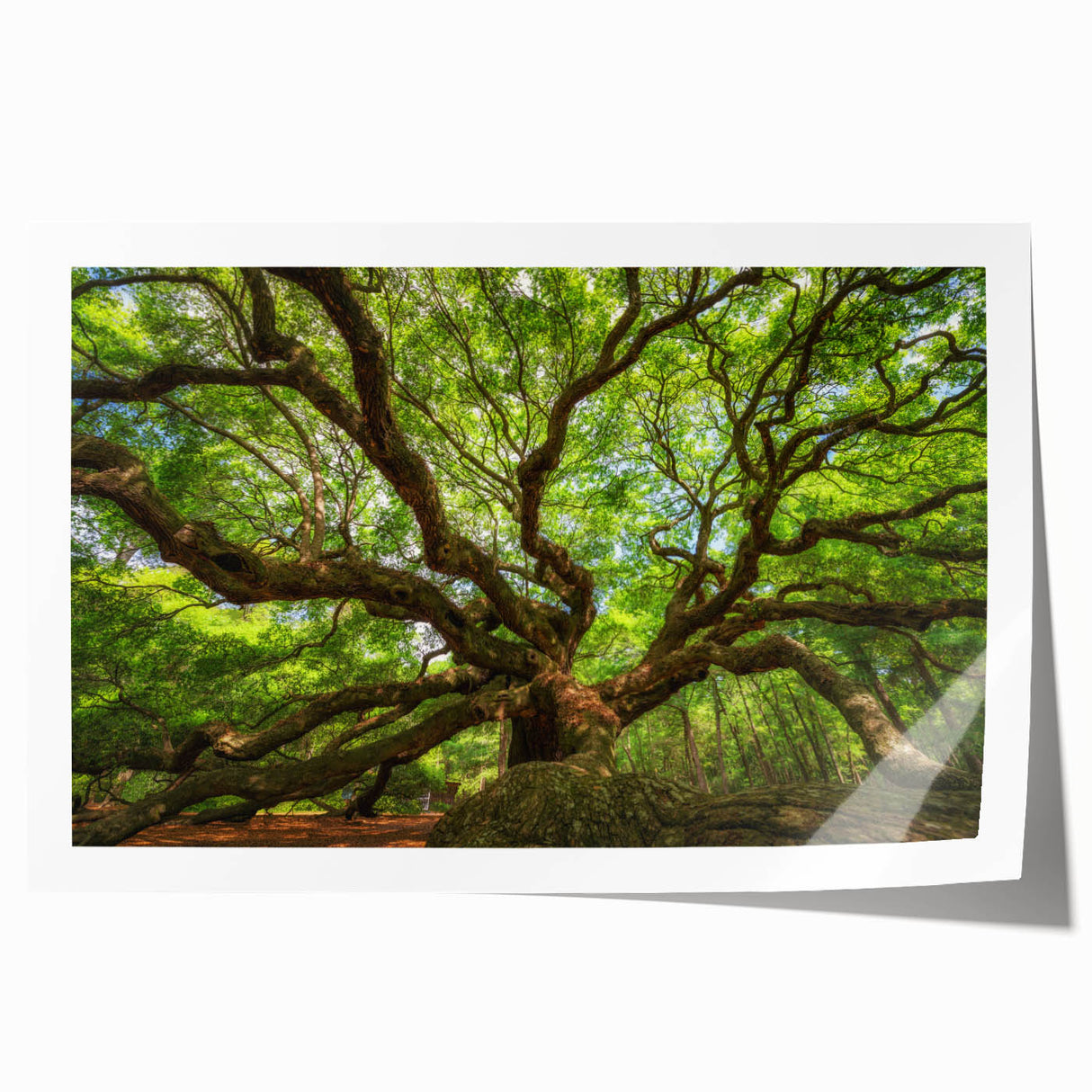 Charleston, South Carolina scenery on rolled print featuring soft pastel floral design, ideal for art wall dining room.