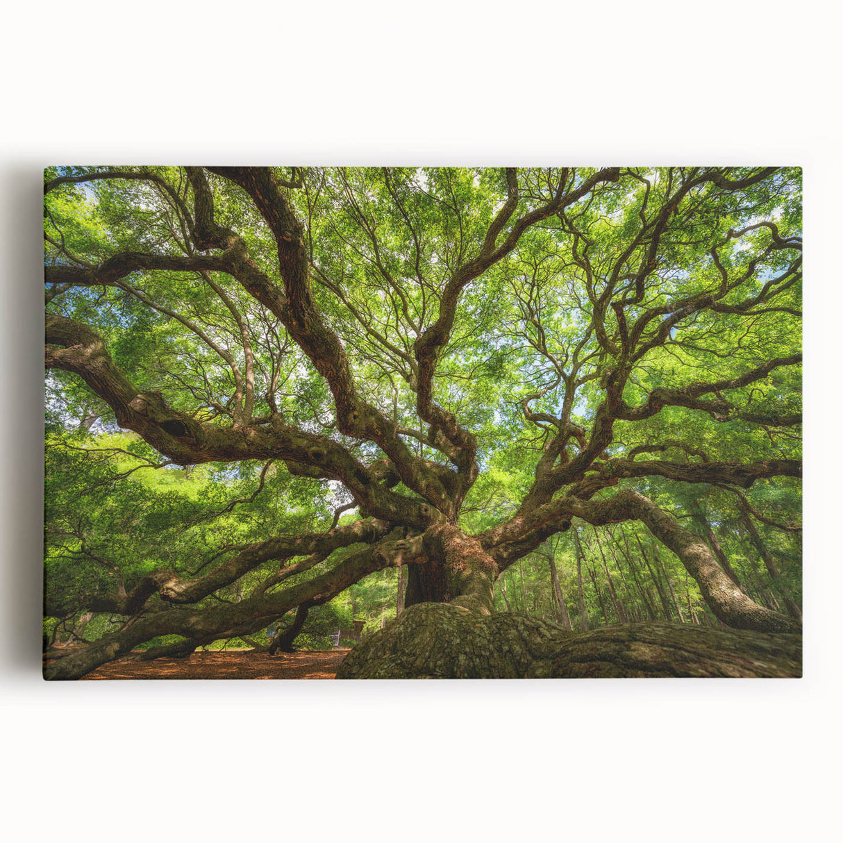 Black and white photograph of Charleston, South Carolina on stretched canvas, ideal for kitchen wall art.