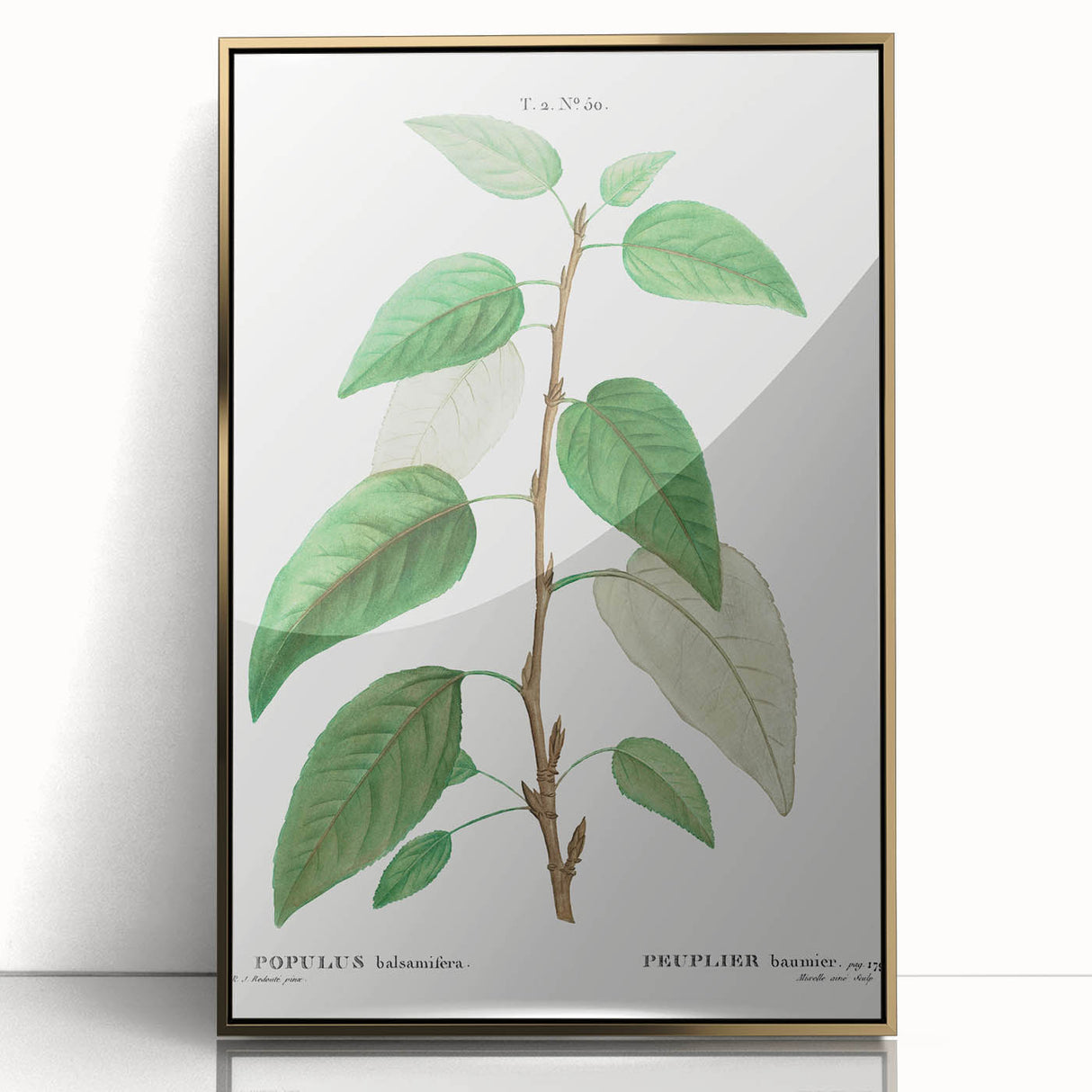 Neoclassical Balsam Poplar Print - Botanical Art from French Illustration