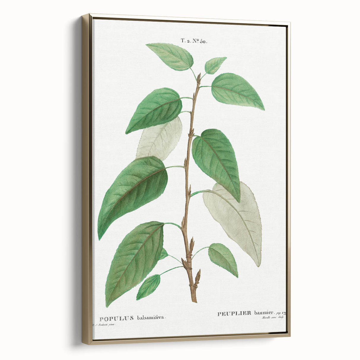 Neoclassical Balsam Poplar Print - Botanical Art from French Illustration