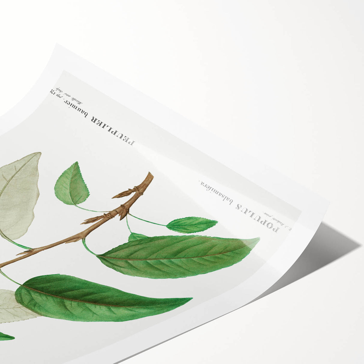 Neoclassical Balsam Poplar Print - Botanical Art from French Illustration