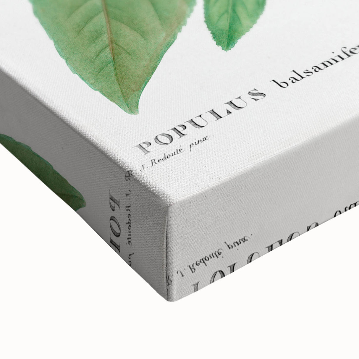Neoclassical Balsam Poplar Print - Botanical Art from French Illustration