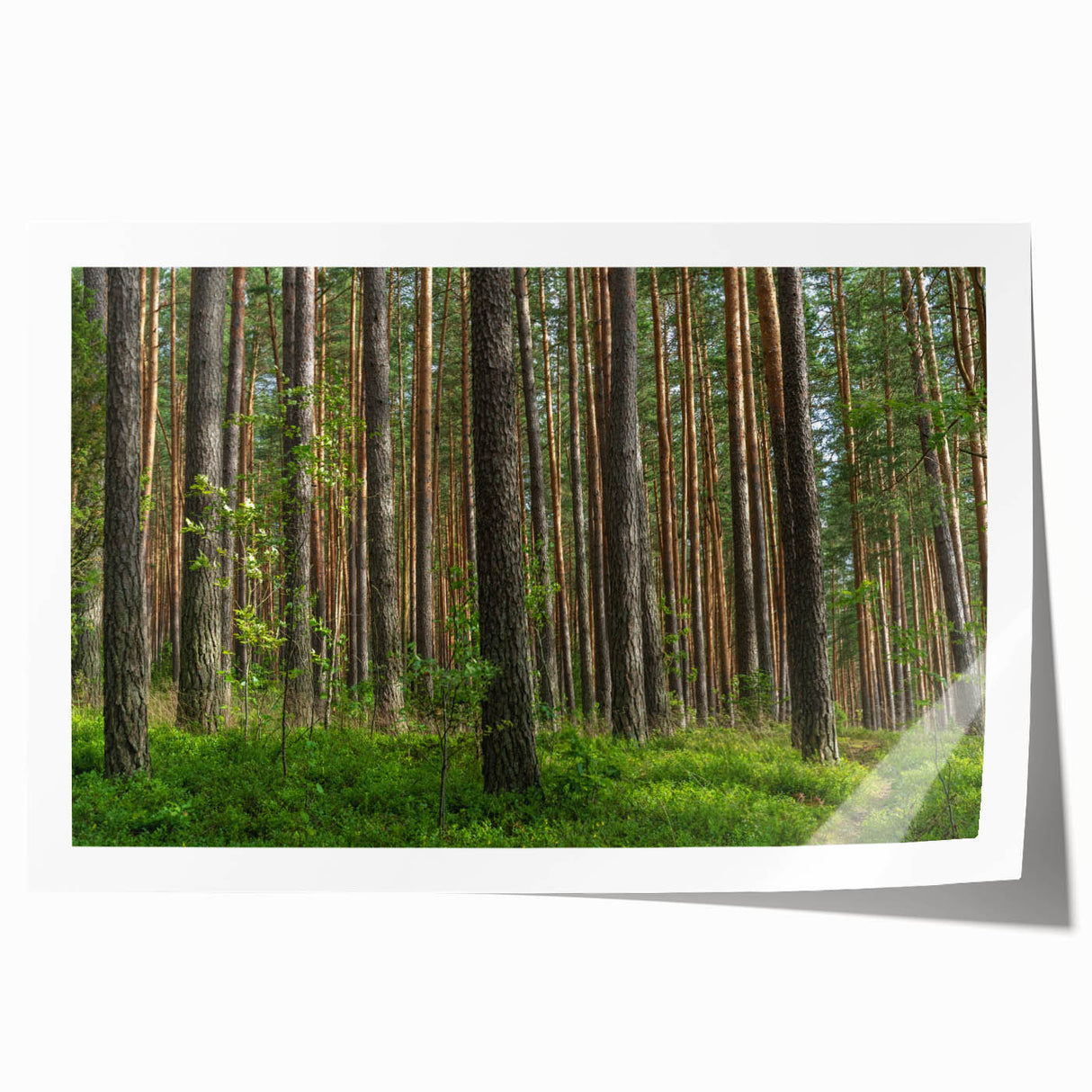 Rolled print of a serene Lithuanian landscape with soft green and blue tones, ideal for dining room wall art.