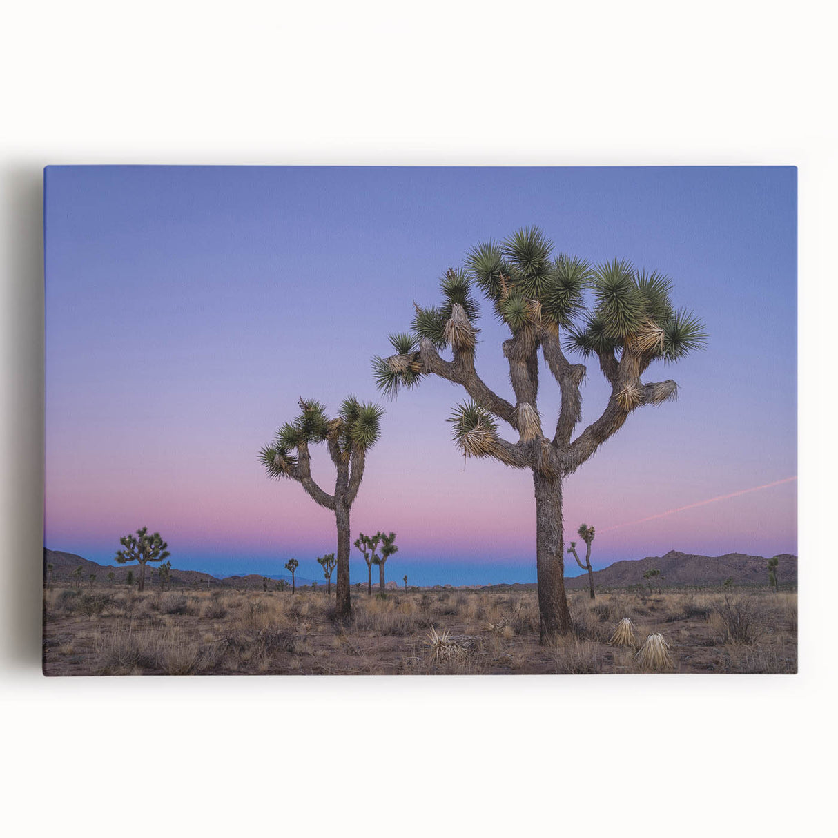 Black and white photo of Joshua Tree on stretched canvas, ideal for kitchen wall art.