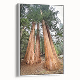 Vintage poster art featuring a California Sequoia landscape in vibrant colors on a framed canvas.