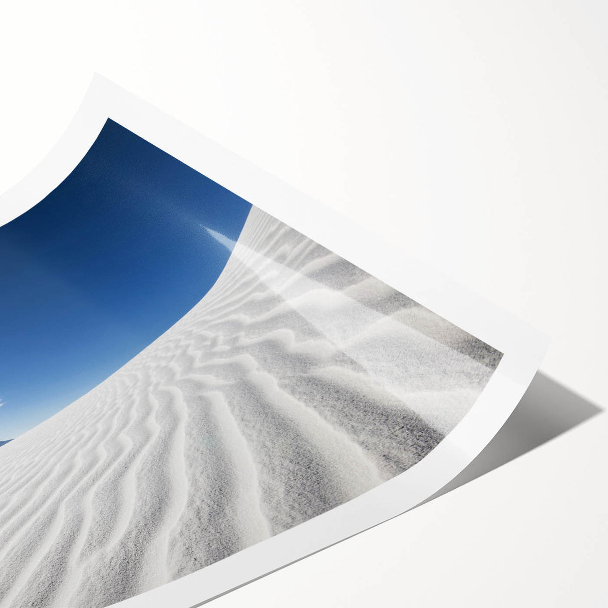 Extra large rolled print featuring line art flowers over a muted backdrop of White Sands, New Mexico.