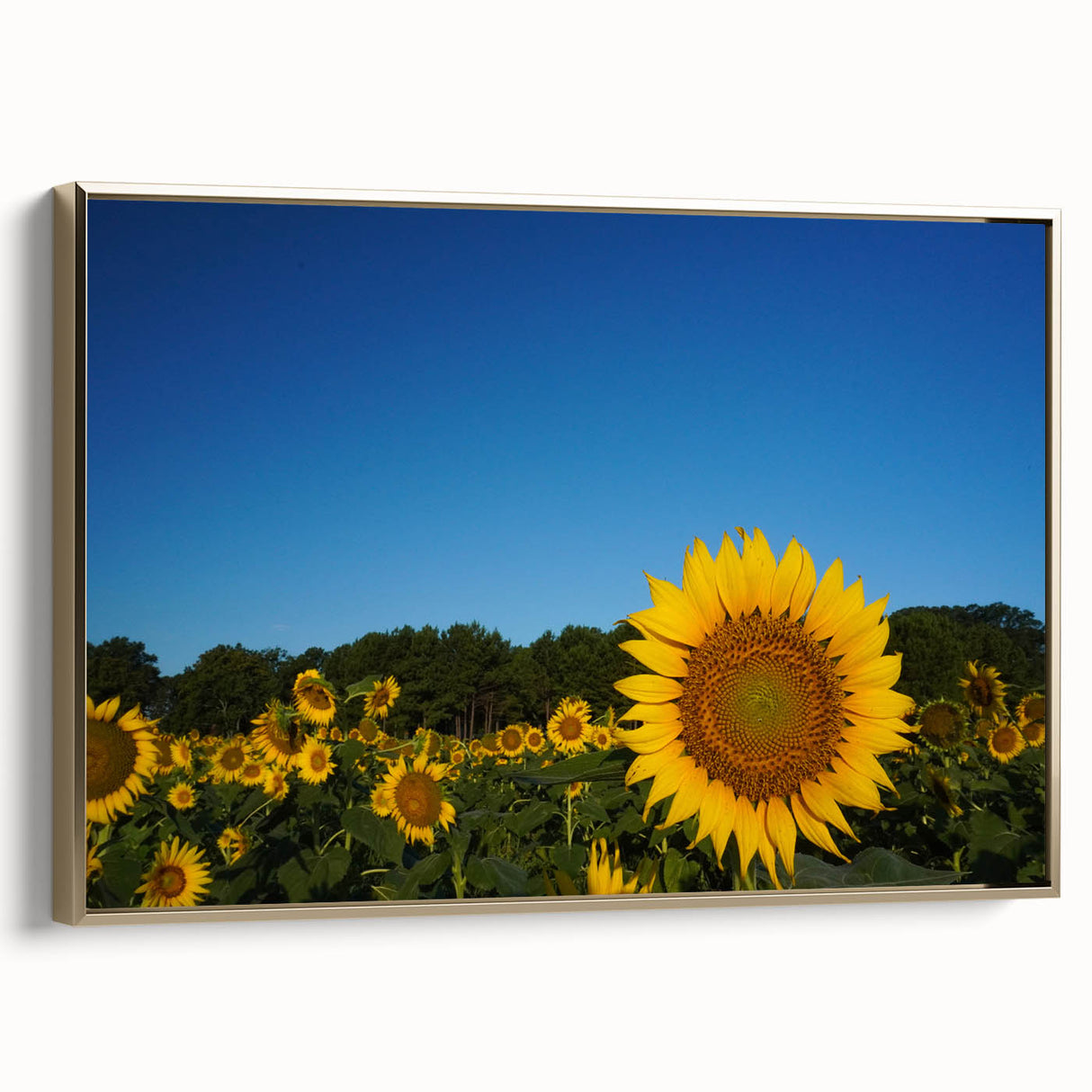 Framed canvas depicting a vintage-style Raleigh landscape in black and gold tones, ideal for bedroom wall art.