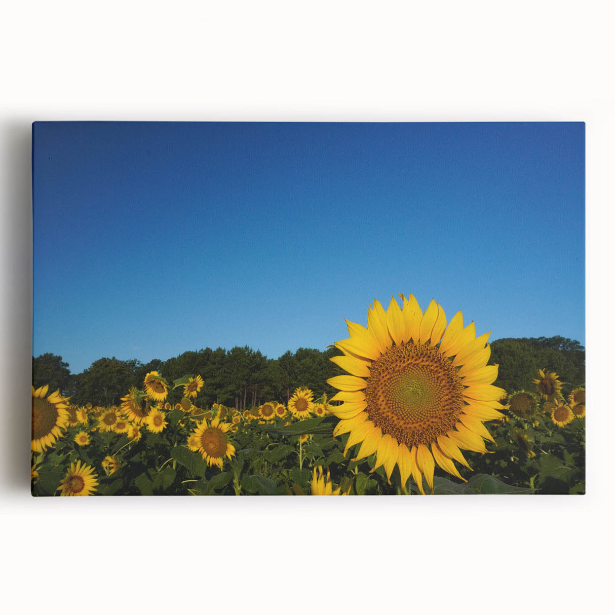 Black and white large art print of Raleigh skyline on stretched canvas, suitable for kitchen wall art.