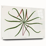 Romanticism Art: "Aralia Veitchii Leaf" by Alexander Lydon