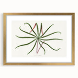 Romanticism Art: "Aralia Veitchii Leaf" by Alexander Lydon