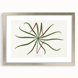 Romanticism Art: "Aralia Veitchii Leaf" by Alexander Lydon