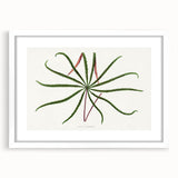 Romanticism Art: "Aralia Veitchii Leaf" by Alexander Lydon