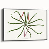 Romanticism Art: "Aralia Veitchii Leaf" by Alexander Lydon