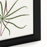 Romanticism Art: "Aralia Veitchii Leaf" by Alexander Lydon